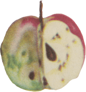 Three quarters of a green red apple, rotten to the core