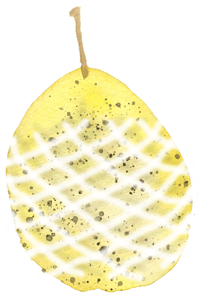 A yellow snow apple speckled with brown, wrapped in white styrofoam mesh to prevent bruising