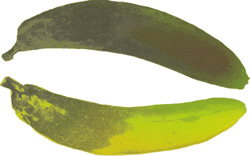 Two bananas are lying next to each other, their color is shifting from green to yellow to red