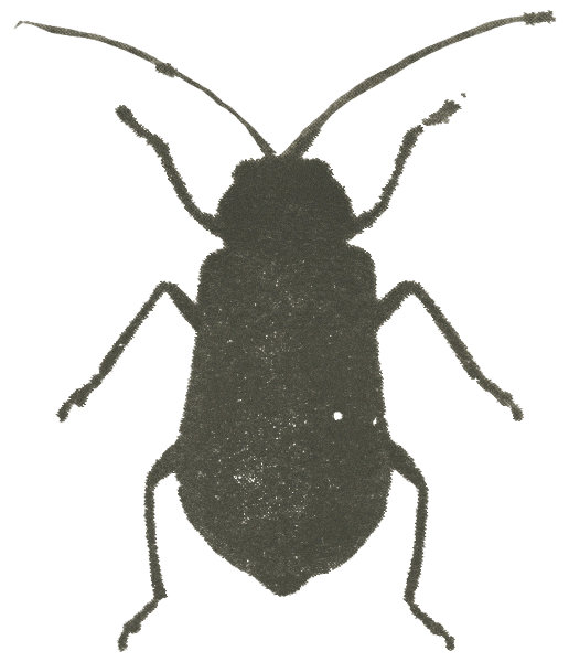 A black beetle with long antennae
