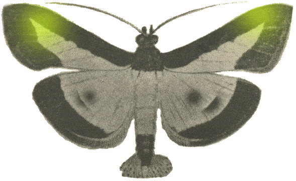 A grey moth with eye markings, dark outlines on its wings and a flared tail. The top wings' tips are shimmering with green.