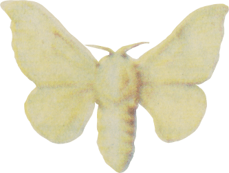 A fat white moth