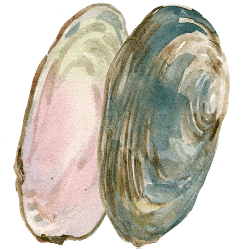 Two oval blue-green mussel shells moving towards each other, then separating. The inside of the shells is opalescent pink