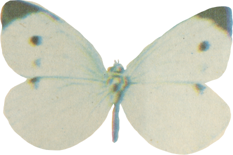 A white butterfly with dark tips and black dots on its upper wings